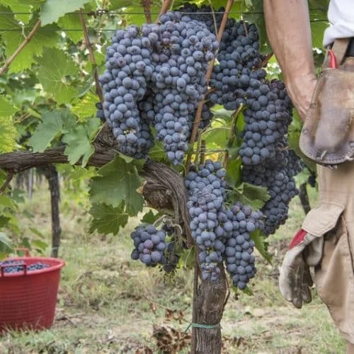 Casale di Valle in Vinci