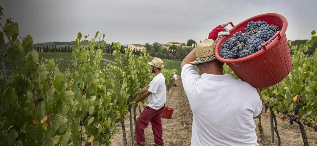 Vendemmia: come si produce un buon vino