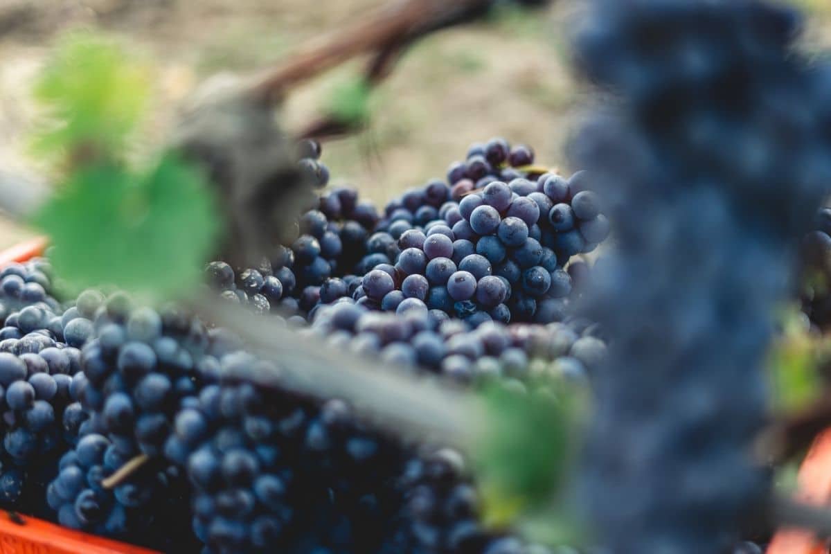 Sangiovese: history, characteristics and food-matchings