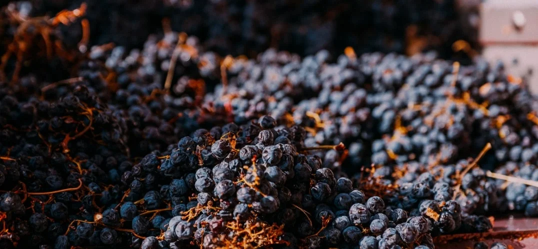 La tecnica dell'appassimento di un vino