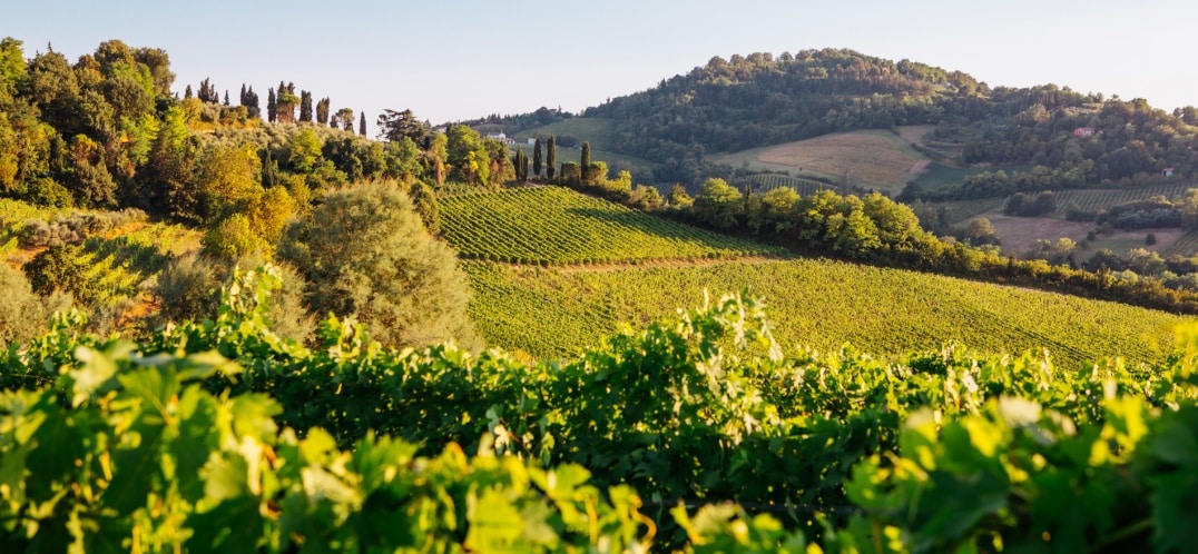 Emilia Romagna wines: Characteristics and peculiarities