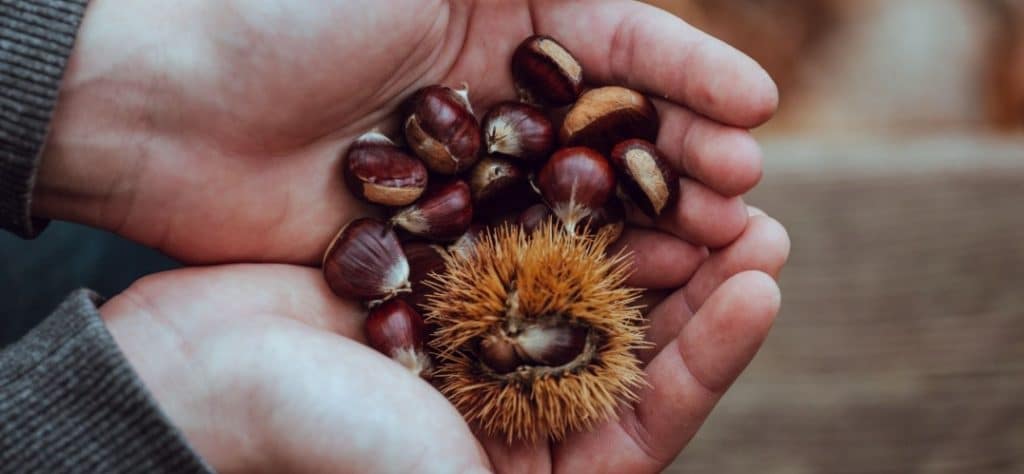 Wine and chestnuts: the perfect combination