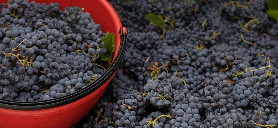 What are tannins?