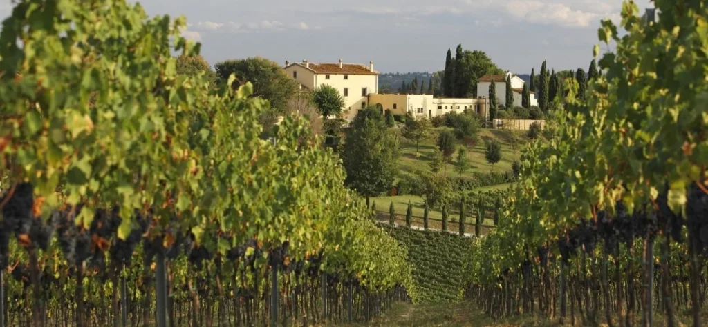 Cru: significato e origine