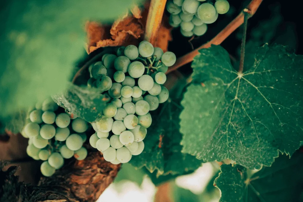 Vermentino: storia, caratteristiche e abbinamenti