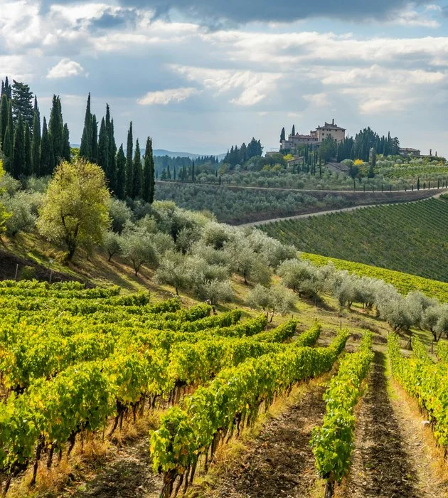 Vigneti e cipressi sulle colline del Chianti