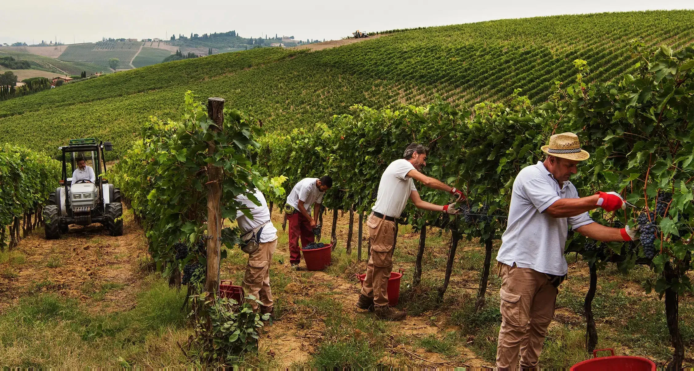 Vendemmiatori al lavoro fra i filari di un vigneto sulle colline toscane