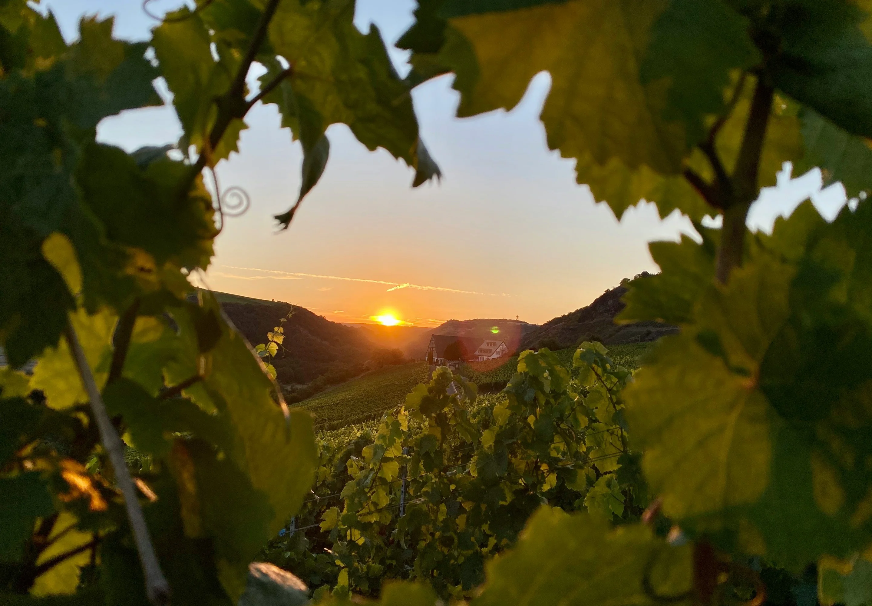 Un vigneto al tramonto visto attraverso le foglie di vite