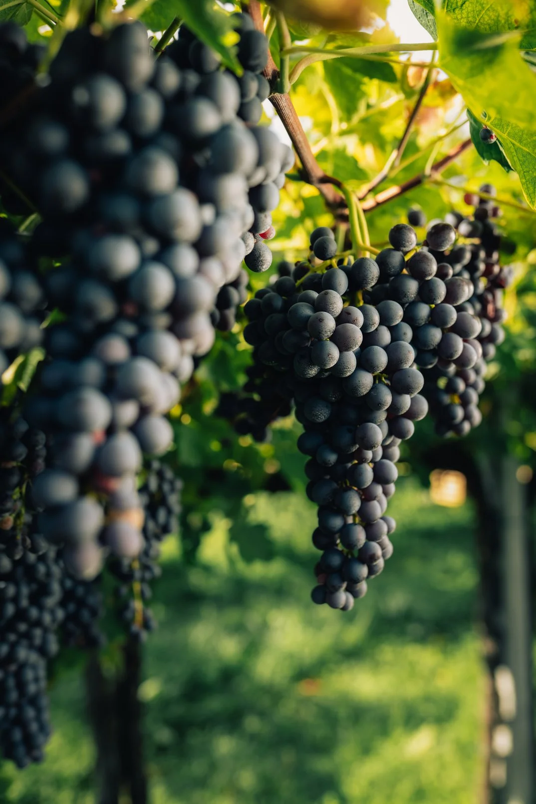 Grappoli di Sangiovese maturi su un filare