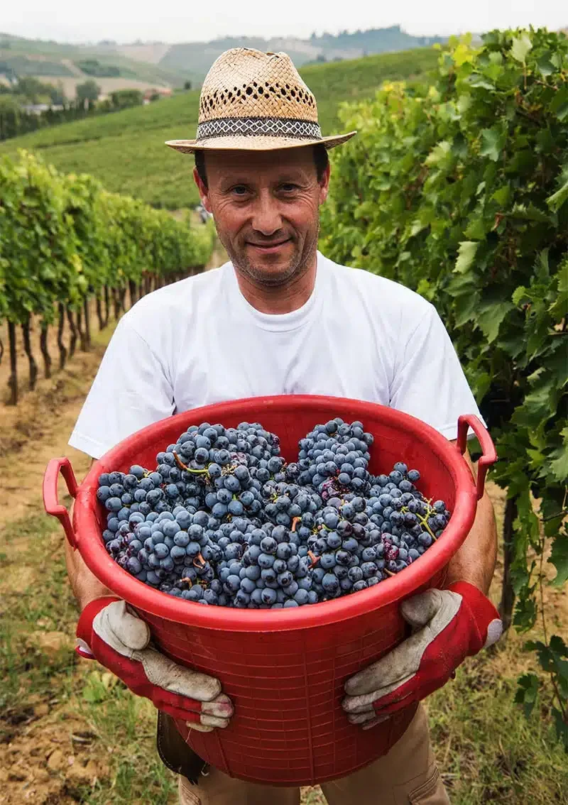 Vendemmiatore con il cappello di paglia che regge una cesta rossa colma di uva