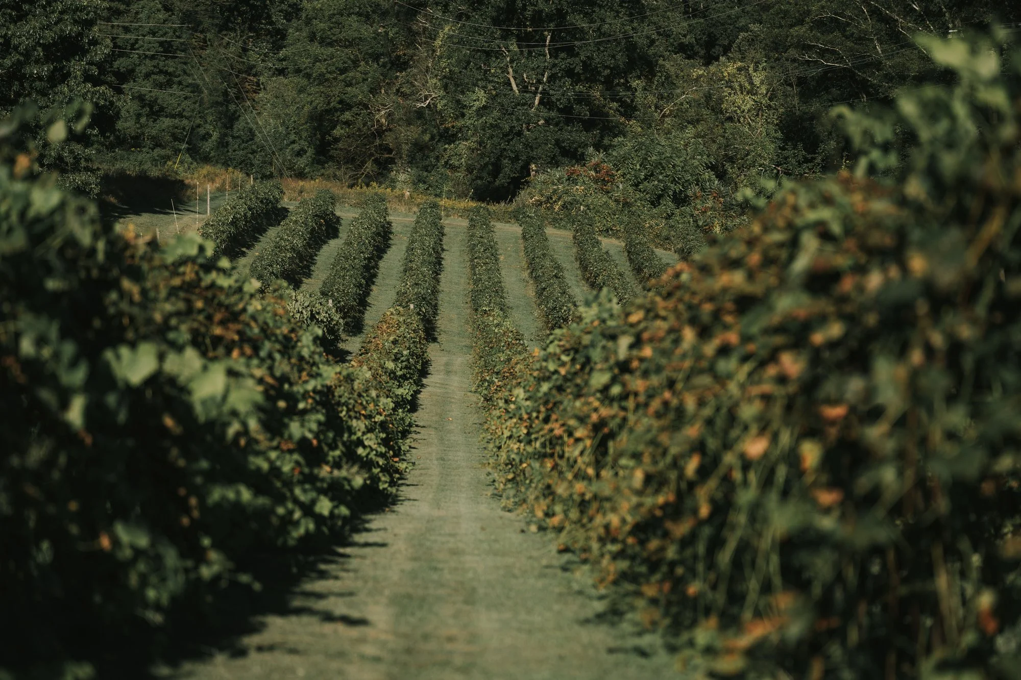 Filari di vigneto